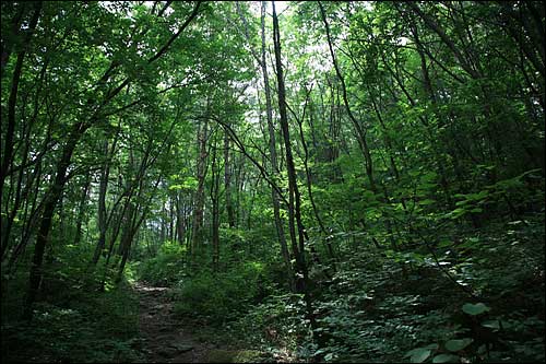 숲 탐방로는 2km 정도로 계곡이 이어지며, 울울한 숲이 계속 이어집니다.