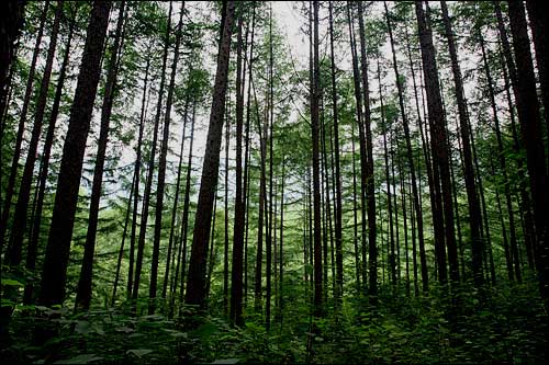 숲 탐방로의 낙엽송 숲은 감탄을 자아내기에 충분합니다.