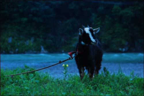 고삐에 묶인 염소 한마리가 강가에서 놀고 있다