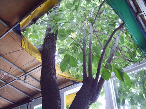 집안에서 천막지붕을 뚤고 자란 커다란 감나무