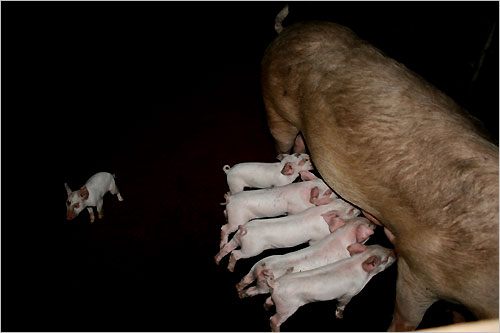 귀여운 새끼돼지들이 어미돼지의 젖을 빨고 있다. 크기가 조그마한 한 녀석은 젖을 차지하지 못해 주변을 돌며 눈치만 살피고 있다.