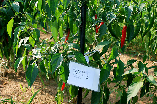 김 팀장은 보다 싱싱한 친환경 먹거리를 블로거들의 식탁에 올려놓고 싶어 한다. 그에 대한 첫 시도로 시골의 빈 땅을 조금 빌려 블로거들의 이름으로 고추모를 심고 이름표를 붙여 가꾸고 있다. 