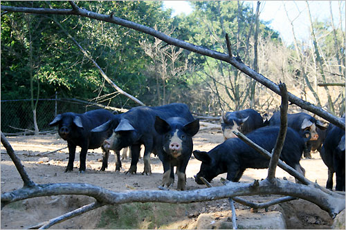 흑돼지방목장이 있는 곳은 전남 영광군 염산면 두우리 상정마을 야산이다.