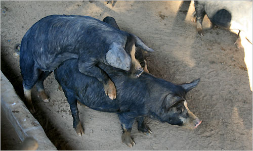 자연교배를 한 어미돼지가 분만을 할 시에는 분만실로 분리해서 출산을 돕는다. 
