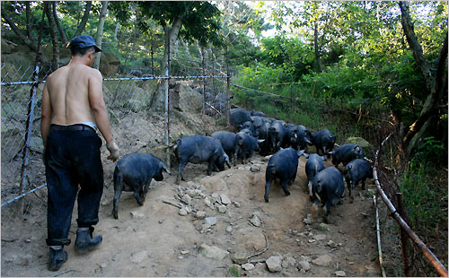 돼지가 먹이를 다 먹고 나면 통로를 따라 산으로 이동한다. 