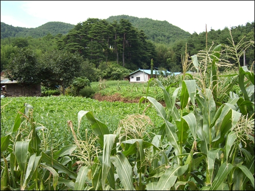 옥수수와 콩밭이 보이는 마을 풍경