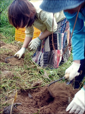 고구마를 캐고 있는 농활대원들 