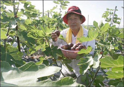  '무화과박사'로 통하는 박형순 씨가 무화과를 수확하고 있다.