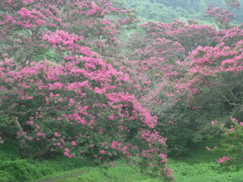 명옥헌 원림에는 약 40여그루의 배롱나무가 있다.