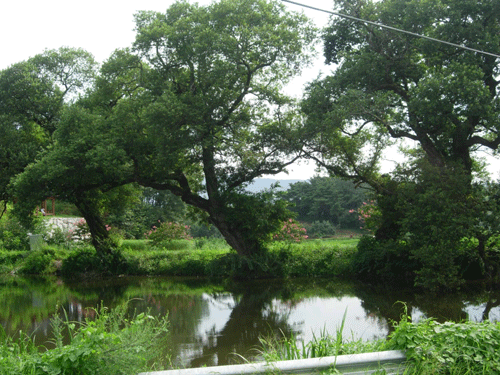 마을 입구 저수지에 있는 왕버드나무.