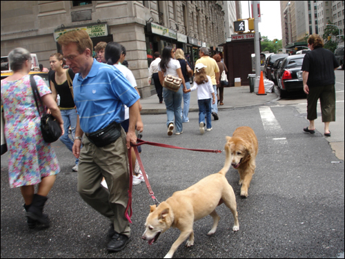 개를 한 마리 이상 끌고 가는 경우도 종종 있다. 뉴욕에서.
