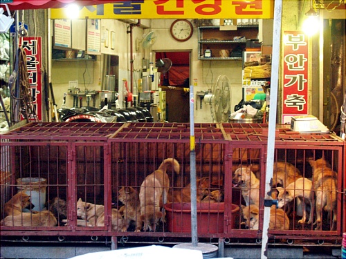 식용견을 파는 모란시장의 가게. 가게 안에서는 도축이 실제로 이루어지고 있다.