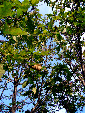 괴벌레가 갉아먹고 있는 상수리나무