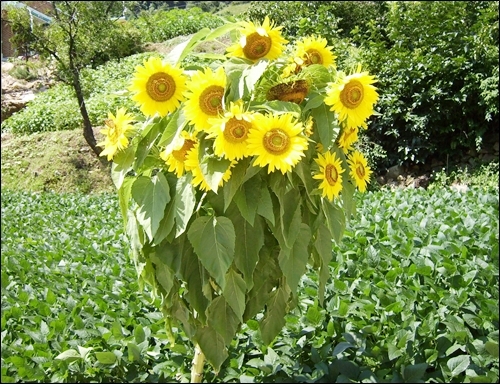  줄기 하나에서 피어난 15송이 해바라기꽃