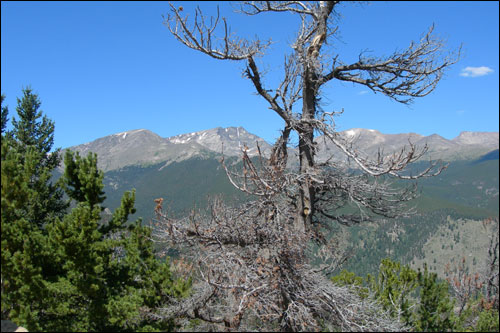 로키산맥의 봉우리 봉우리에는 8월에도 눈이 덮여 있다.