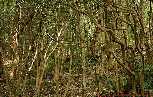 동백동산 숲 속은 이렇게 특이하게 생긴 나무들이 가득 차 있어 태왕사신기에서 관미성주가 사는 비밀의 숲을 촬영하기에 제격이었습니다.