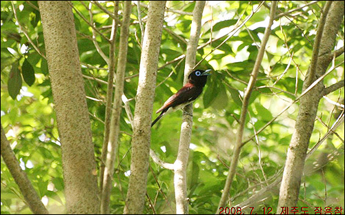 2008년 7월 12일 제주도 내 다른 지역에서 발견된 삼광조 수컷. 이곳 동백동산에서도 번식을 합니다. 푸른 코발트 빛의 눈과 긴 꼬리가 신비로와서 영어 이름은 “낙원의 새 (Paradise Flycatcher)”입니다. 