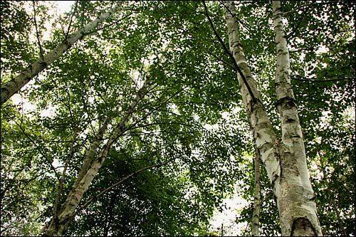 1만2000주가 넘는 자작나무 묘목이 10년이 훨씬 넘은 지금 숲으로 변했습니다.