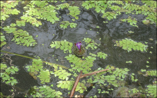 물에 떠있는 생이 가래 사이로 우포 늪의 '명물' 가시연꽃이 솟아 있다.