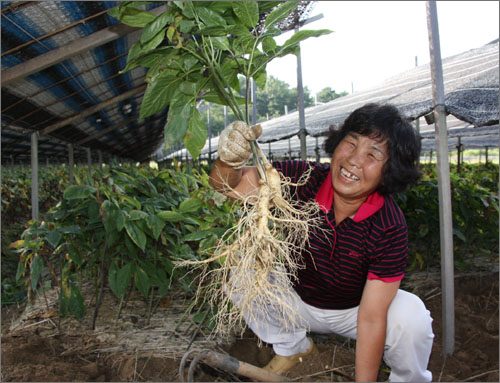제28회 금산인삼축제 인삼캐기체험에 참여한 한 관람객이 수확한 큰 인삼을 보여주며 웃고 있다.
