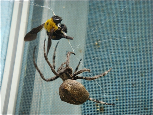 거미가 거미줄에 걸려든 벌이 도망가지 못하게 마구 돌리고 있다.
