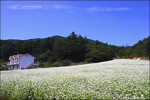 9월 6일부터 15일까지 봉평 메밀꽃 축제가 열립니다.