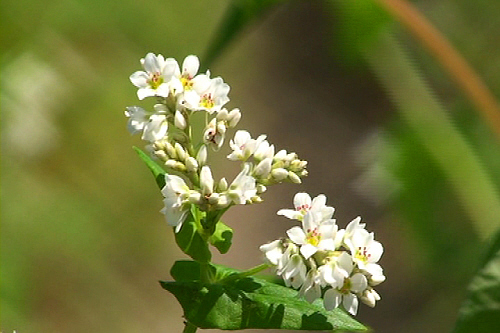 작고 하얀 꽃송이가 청순하게 보입니다.