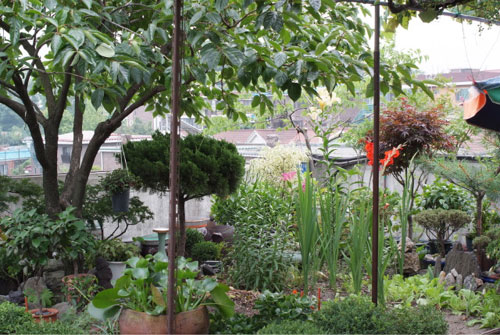김영자 씨는 빌라 옥상에 작은 텃밭을 가꾸고 있다. 채소와 꽃부터 감나무, 포도나무, 귤나무까지, 옥상이라는 게 의심될 정도다. 