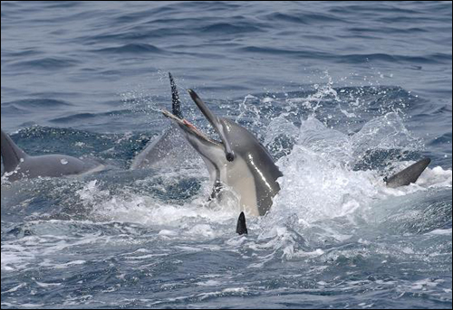 사진 속에서 가운데 입을 벌리고 있는 고래가 죽어가는 개체다.