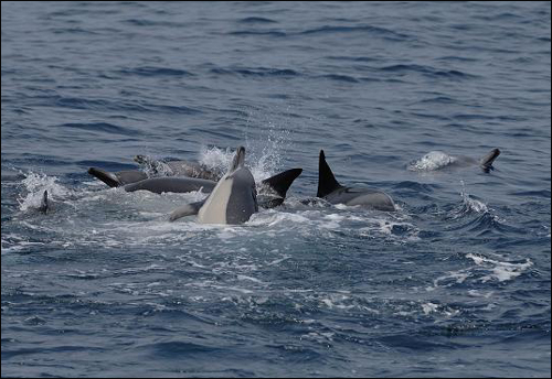 죽어가는 고래를 살리기 위해 다른 개체들이 안간힘을 쓰고 있다. 사진에서 가운데 하얀색의 배 부분이 보이는 고래가 죽어가는 개체다.