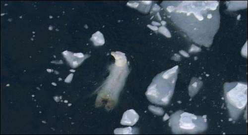  영화 <지구>의 한 장면. 온난화와 마구잡이 개발 등으로 인해 북극 빙하가 점점 더 빨리 녹고 있다. 북극의 상징인 북극곰은 삶의 터전은 물론 생명의 위협까지 받고 있는 상황이다. 