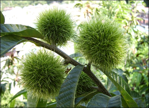  밤송이는 아직 서슬퍼런 모습입니다