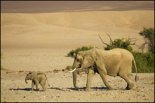 지구(EARTH) 해마다 넓어지는 사막으로 인해 코끼리들은 물을 찾아 더 오랜 시간 목숨을 건 여행을 해야만 한다.