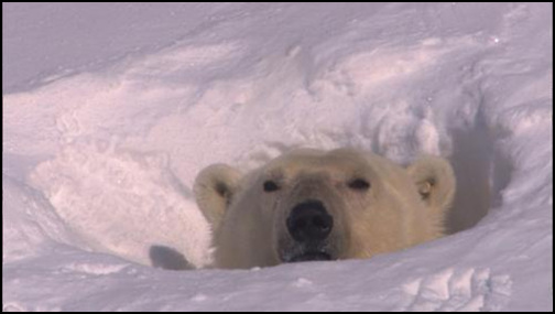  지구(EARTH) 북극곰이 먹이를 찾아 나서려고 삐죽 고개를 내밀고 있다.
