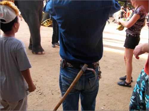 태국의 코끼리쇼를 하는 조련사들은 항상 이런 도구를 소지하고 있다. 종종 태국코끼리들에게 가해지는 학대행위가 언론에 노출되어 문제가 되기도 한다.