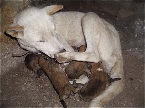  젖을 물리려 자리를 고르는 비. 행여 새끼들 깔릴까봐 조심조심하는 폼이 언제 저렇게 철이 들었나싶다