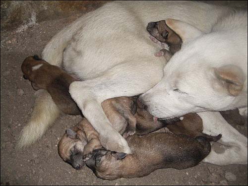  새끼들 핥느라 정신이 없는 비. 지극한 모성본능이 동물이라고 덜하랴