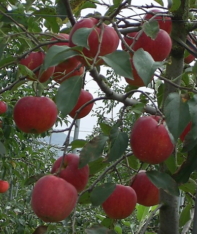 가을 분위기를 가장 잘 드러내는 사과. 