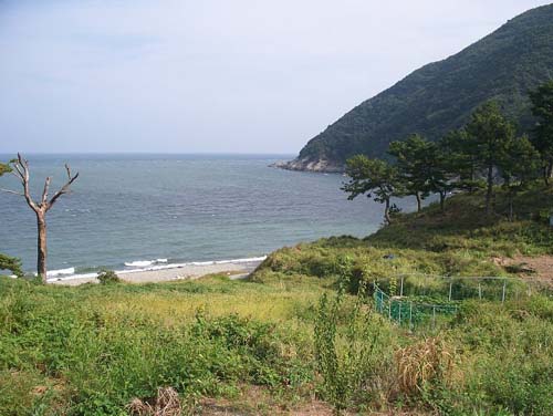  바다를 배경으로 서있는 나무와 자갈밭이 그려내는 새바지의 오후 풍경이 감미롭기까지 하다.