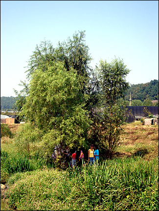 버드나무 아래서 공촌천 생태모니터링을 나온 지역주민과 아이들이 쉬고 있다.