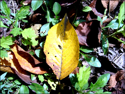낙엽은 기꺼이 땅을 위해 겨울이불이 되어준다.