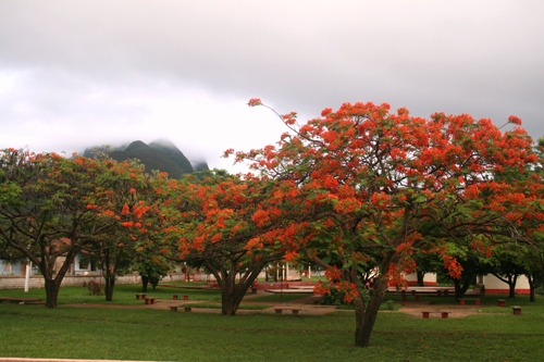타는 듯한 '붉은 꽃'이란 의미다. 열정적인 색을 지니고 있어서 그런지 쿠바인들이 가장 좋아하는 나무란다.
