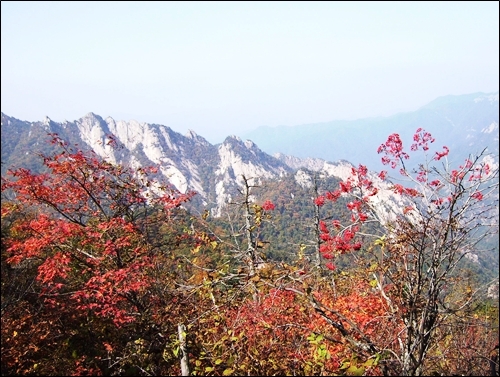 붉은 마가목 열매와 단풍, 그리고 바위봉우리