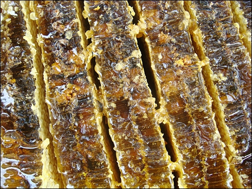 벌이 만든 밀랍 사이로 꿀이 가득하다. 밀랍 사이는 벌이 다니는 통로이며 꿀은 색이 진할 수록 맛이 좋다. 저런 꿀 조각을 몇 개나 먹었으니 취하지 않을 수 있었을까.