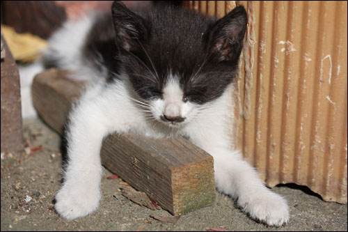 옥상 고양이 '여유'라고 이름을 붙여줄까 싶습니다.