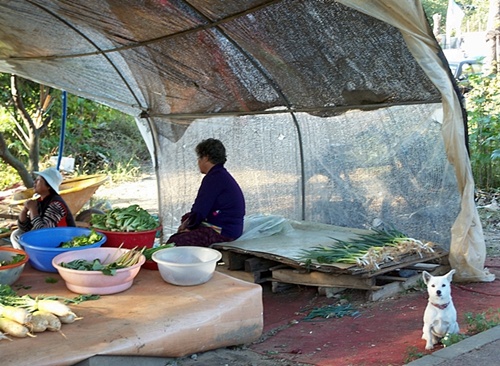 장수천 부근 밭에서 키운 야채들을 주민들이 팔기도 합니다.