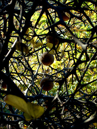 돋힌 가시 속에서 탱자나무는 사랑과 생명. 우주를 담은 열매를 맺었다.
