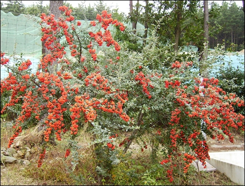 수용소 철조망 앞에서 붉게 익은 작은 열매들