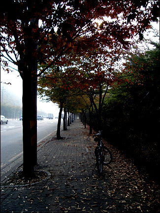 자전거를 타면 느긋하게 가을 단풍을 만끽할 수 있다.