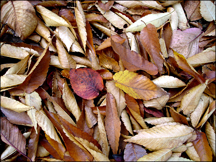 단풍잎들이 낙엽과 함께 고갯길에 쌓여간다.